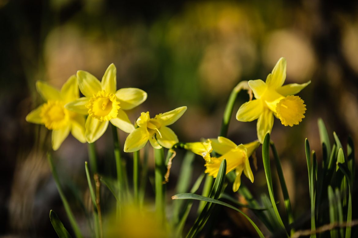 Wild daffodils in Lellingen Luxembourg - unique phenomenon