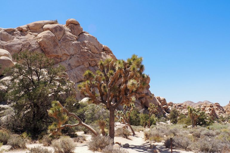 The American Southwest (Part 1) - Joshua Tree NP and Grand Canyon NP ...